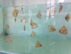 Discus Pegon Blood
