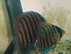 Discus Fishes