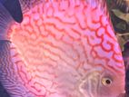 Discus Red Checkerboard 15 CM