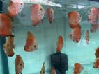 Discus red melon