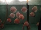 Discus Fish
