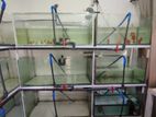 Discus Tanks Full Setup