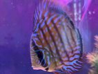 Discus Turquoise 12cm