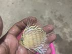 Discus Fish