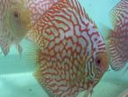 Discus Fish