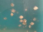 Discuss Baby Fish