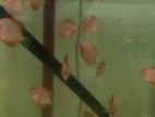 Discuss Baby Fish