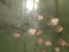 Discus Fish