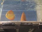 Discuss Fish