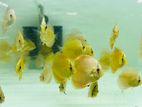 Discus Fish