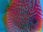 Discuss Fish