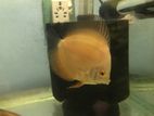 Discus Fish