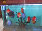 Discus Fish