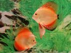 Discuss Fish