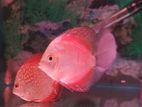 Discuss Fish
