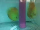 Discus Fish