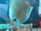 Discuss Fish