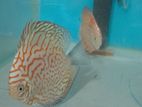 Discus Fish