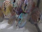 Discus Fish