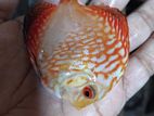Discuss fish