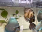 Discus Fish