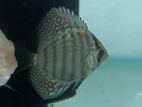 Discus Fish