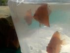 Discuss Fish