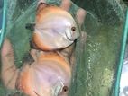 Discuss Fish