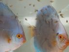 Disscus Fish