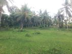 Divulapitiya : 12 Acres Coconut Estate for sale at Kotadeniya