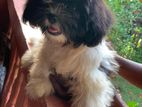 Shih Tzu Puppy