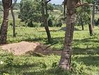 (DL1012) 140 Perch Land For Sale in Tangalla