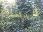 (DL232) 225 Perch Bare Land for Sale in Nittambuwa