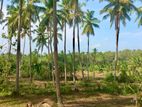 (DL372) Coconut Land with 448P for Sale in Mulgirigala