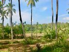 (DL372) Coconut Land with 448P for Sale in Mulgirigala