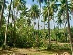 (DL372) Coconut Land With 448P for Sale in Mulgirigala