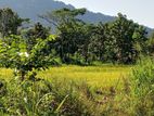 දඹුල්ල අවටින් අක්කර 2ක් ව්කිණිමට ඇත