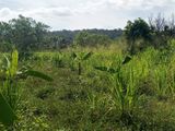 දඹුල්ල අවටින් අක්කර 40 ක් ව්කිණිමට ඇත