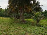 දඹුල්ල අවටින් අක්කර 4ක් ව්කිණිමට ඇත