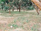 දඹුල්ල කරත්තකොලම්බ අඹ ගස් 150 නුවර ඉඩම