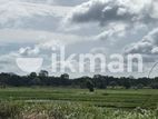 දඹුල්ලේන් අනර්ග ඉඩමක් විකිණීමට - Land for sale in Dambulla