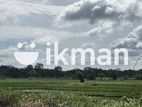 දඹුල්ලේන් අනර්ග ඉඩමක් විකිණීමට - Land for sale in Dambulla