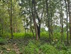 දඹුල්ලේන් අනර්ග ඉඩමක් විකිණීමට - Land for sale in Dambulla