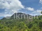 දඹුල්ලෙන් අනර්ග ඉඩමක් විකිණීමට - Land for Sale in Dambulla