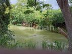 දඹුල්ලෙන් ඉඩමක් විකිණීමට - Land for Sale in Dambulla
