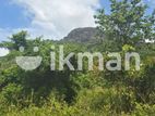දඹුල්ලෙන් ඉඩමක් විකිණීමට - Land for Sale in Dambulla