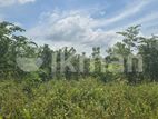 දඹුල්ලෙන් ඉඩමක් විකිණීමට - Land for sale in Dambulla