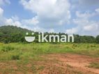 දඹුල්ලෙන් ඉඩමක් විකිණීමට - Land for Sale in Dambulla