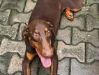 Doberman Dog