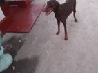 Doberman Puppies